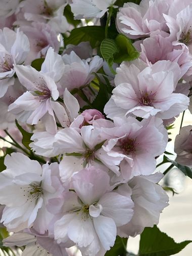 Eudimer20 en Hamelin: Flora, Prunus × yedoensis, #flower