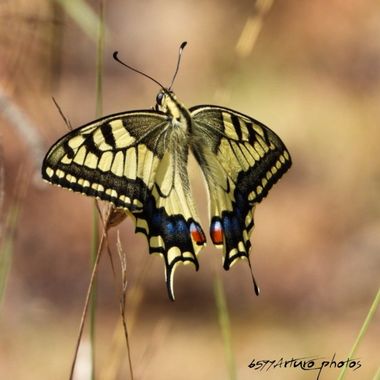 ARTURO  en Hamelin: Fauna  (Gerona), #cometamacaon