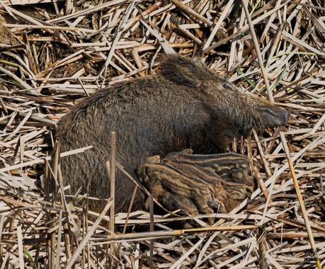 Acorazado3000 en Hamelin: Fauna  (Puente Genil), Jabalina con sus jabatos/rayones.









#fotografiacarloscalvo #javalies #javalina #jabatos #rayones #j...