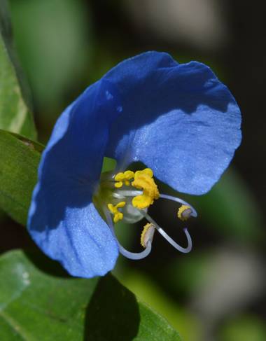 ivanmanuel en Hamelin: Flora  (San Lorenzo), Flor de #commelinaerecta 