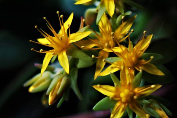 Jomacaes70 en Hamelin: Flora  (Huelva), Sedum kamtschaticum, #flora21 