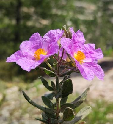 aidalzira en Hamelin: Flora  (Cortes de Pallás), Cistus albidus, La jara blanca (Cistus albidus) es una especie fanerógama perteneciente a la familia Cista...