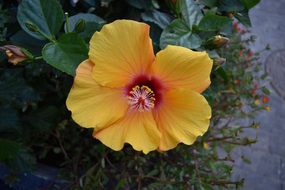 Solerantonio2 en Hamelin: Flora  (Almería), Hibiscus rosa-sinensis, Planta