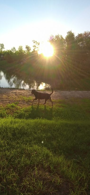 maaiii.r en Hamelin: Paisaje, #lago #perro y #atardecer 