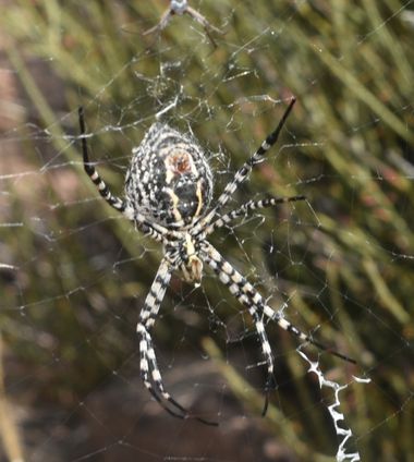 Solerantonio2 en Hamelin: Fauna  (Cabo de Gata), Aracnido