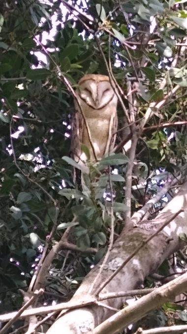javigiordan24 en Hamelin: Fauna, #lechuza 

