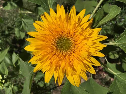miradasbiologicas en Hamelin: Flora, Helianthus annuus