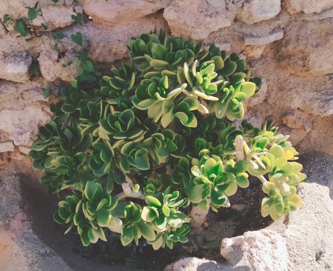 Solerantonio2 en Hamelin: Flora  (Almería), Planta