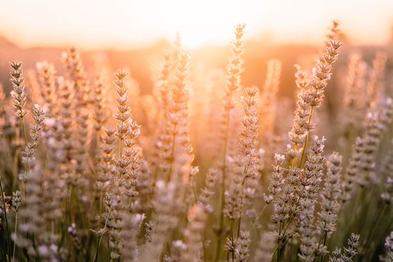 Elenagil.ph en Hamelin: Flora, #lavanda #lavandaflower #flor #flower #atardecer #goldenhour #flores