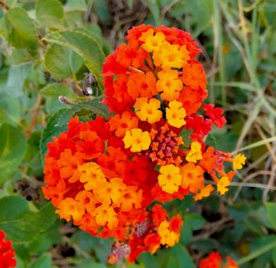 Solerantonio2 en Hamelin: Flora  (Almería), Flor de lantana