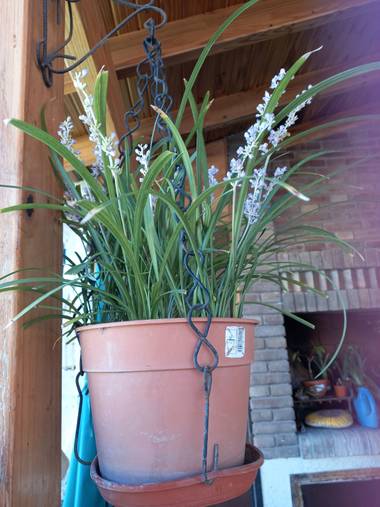 olgabijoux.ot en Hamelin: Flora  (Luján de Cuyo), Ophiopogon jaburan