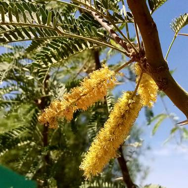 Navarroarevalomariateresa en Hamelin: Flora  (Viesca), Las flores de mezquite segregan un néctar muy dulce para las abejas, quienes lo utilizan en la elabo...
