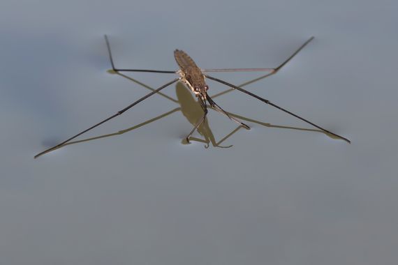 Ignicapillus en Hamelin: Fauna  (Ripoll), Gerris lacustris (Linnaeus, 1758), ¡Qué ganas tenía de tomarle una foto decente a este insecto singular! Finalmen...