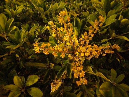 Solerantonio2 en Hamelin: Flora  (Almería), Planta