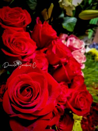 Diddo_C en Hamelin: Flora, Ranunculus asiaticus