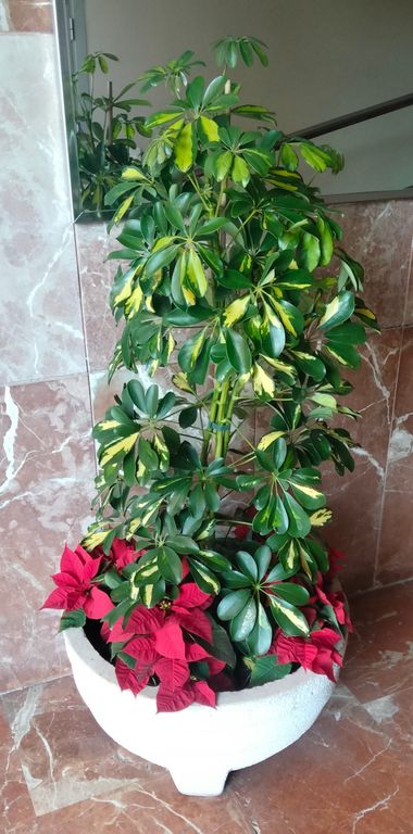 Solerantonio2 en Hamelin: Flora  (Almería), Plantas en Maceta 