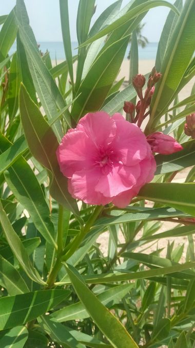 Solerantonio2 en Hamelin: Flora  (Vista de los Ángeles-Rumina), Nerium oleander, Rosa de jardin