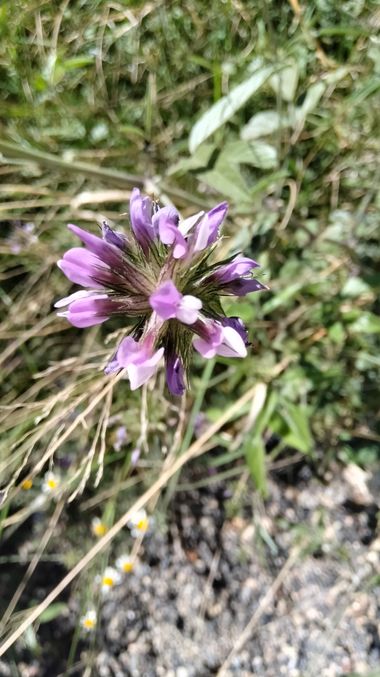 Solerantonio2 en Hamelin: Flora  (Níjar), Bituminaria bituminosa, Planta