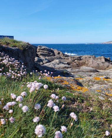 Mpinfante en Hamelin: Paisaje, #La delicada flor que aparece en primer plano es la armeria marítima o clavelina de mar: una planta herbácea perenne de la ...