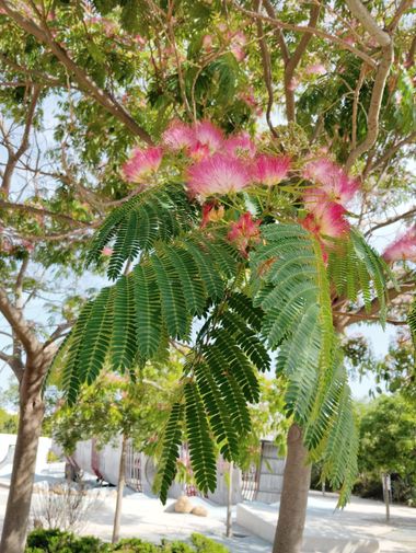 Solerantonio2 en Hamelin: Flora  (Paseo Marítimo de Ribera), Albizia julibrissin, Planta