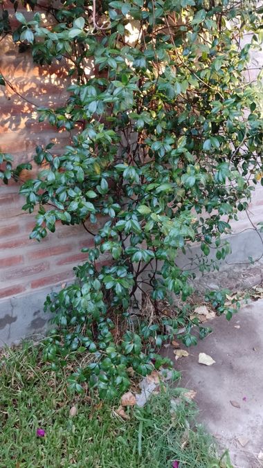 GrachuV. en Hamelin: Flora  (Santa Fe), Verde.!🥀