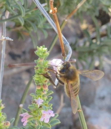 Solerantonio2 en Hamelin: Fauna  (Vícar), Insecto