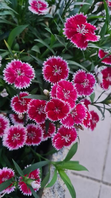 ana1.armada en Hamelin: Flora, Dianthus chinensis, #clavel chino