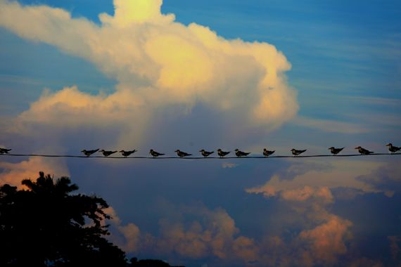 Andrés Nuñez Gallego en Hamelin: Fauna  (Buenavista), #aves #anunezgallego #Antioquia 