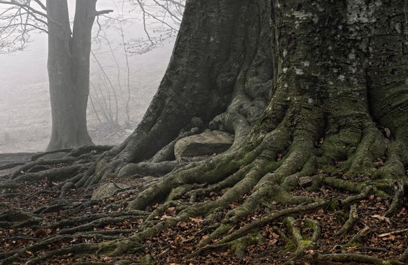 Ignicapillus en Hamelin: Paisaje  (Fogars de Montclús), Raíces de haya

Segunda captura que muestro de las obtenidas en noviembre del 2020, cuando pude hac...