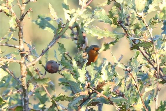 jvillaonline en Hamelin: Fauna  (La Lama), Erithacus rubecula (Linnaeus, 1758), Petirrojo 🎶 