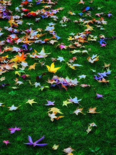 Marijohz en Hamelin: Flora  (Zaldierna), Hojas coloridas en otoño