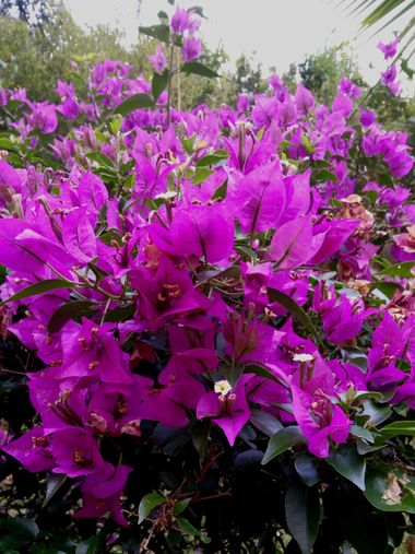 𝓨𝓲𝓵𝓵 𝓡𝓪𝓲𝓷 en Hamelin: Flora, #morado 