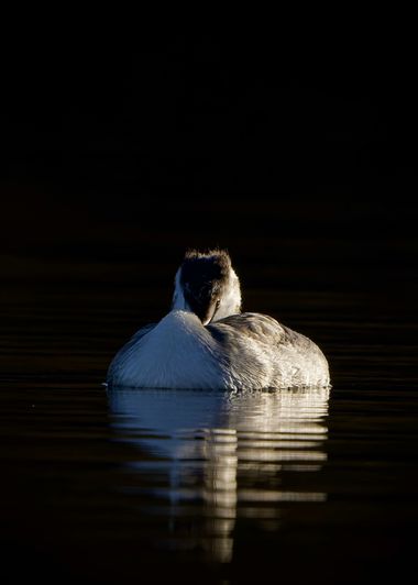 Jozsef Baricz en Hamelin: Fauna, Podiceps major (Boddaert, 1783), Great Crested Grebe relaxing 🪶
Podiceps cristatus (Carl Linnaeus, 1758)

#animal #anima...