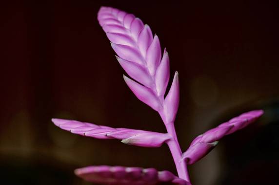 ralphlagarillo en Hamelin: Flora  (Cútar), #macroflora 
