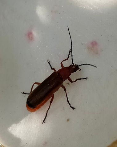 Solerantonio2 en Hamelin: Fauna  (Almería), Insecto