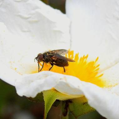 Georginaag en Hamelin: Fauna  (Matadepera), #fauna #insecte #mosca 