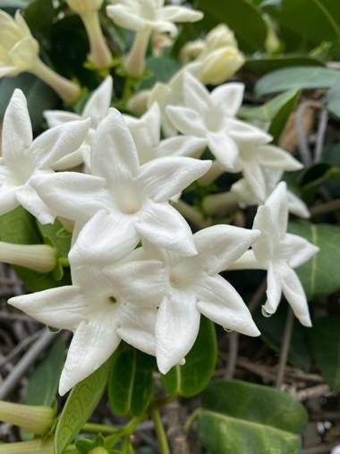 Zetadeuve en Hamelin: Flora  (Santa Cruz de Tenerife), #flora21 
#tenerifelicidad 