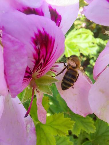 Apasnau75 en Hamelin: Fauna  (Algarrobo), Sobre Pelargonium...