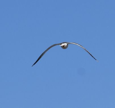 Solerantonio2 en Hamelin: Fauna  (Almería), Gaviota