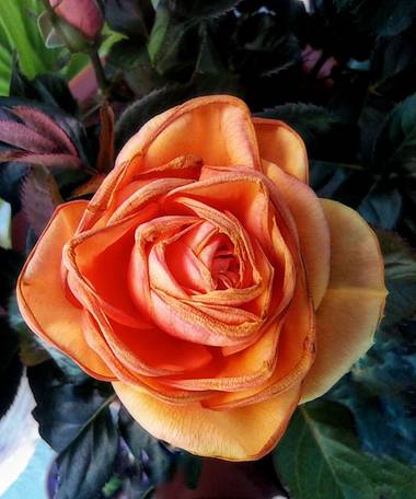 Blanca en Hamelin: Flora  (Estella), Rosa chinensis, Rosa de pitiminí.