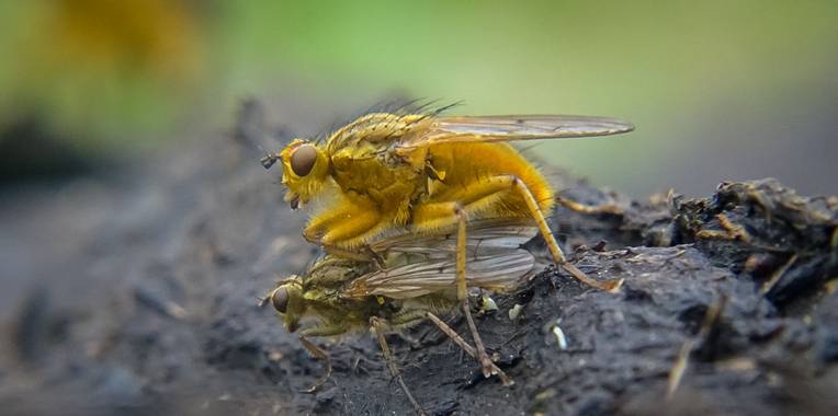 Eritz.cortazar en Hamelin: Fauna  (Bilbao), Mosca amarilla del estiercol 🪰

Moscas del estiercol en su proceso de apareamiento.
En amarillo de tamaño más ...