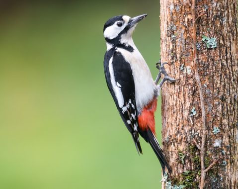 Eritz.cortazar en Hamelin: Fauna  (Bilbao), Ejemplar hembra de pico picapinos
.
.
.
#ave #bird #nature #naturelover