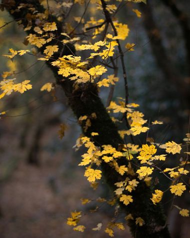 3pnoe6 en Hamelin: Paisaje  (Sant Feliu de Codines), #finaldeotoño#otoño#bosque#colores