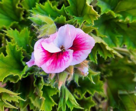 Naomi en Hamelin: Flora  (Barcelona), Pelargonium graveolens, 🌸