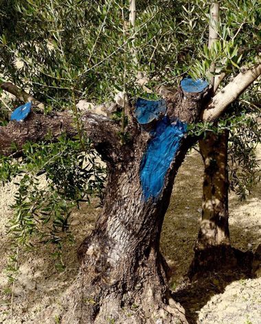 Fernandosalado58 en Hamelin: Flora, #Fotografia: olivo,podado,(Córdoba)#