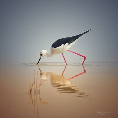 Yatoma66 en Hamelin: Fauna  (Crevillente), Himantopus himantopus (Linnaeus, 1758), #aves