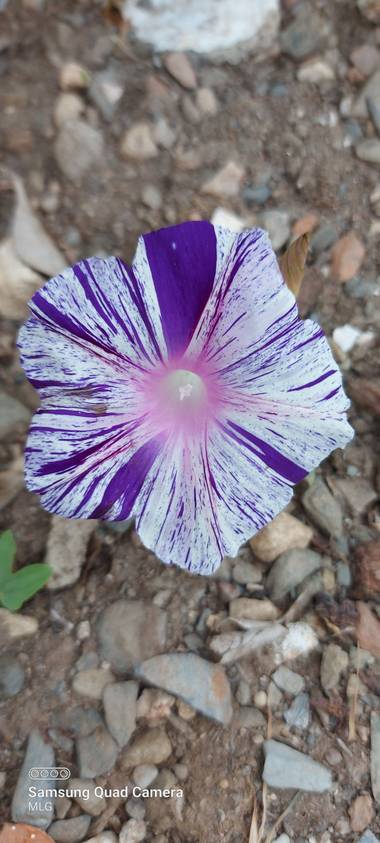 Apasnau75 en Hamelin: Flora  (Rincón de la Victoria), Ipomoea purpurea, Como pincelada a mano 😍