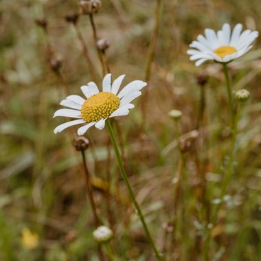 Elenagil.ph en Hamelin: Flora, #flor #flores#flowers #natura #naturaleza 