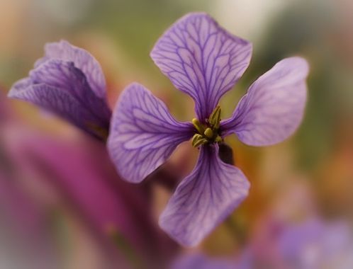rqsalcedo en Hamelin: Flora, Moricandia arvensis, #floradeandalucia 