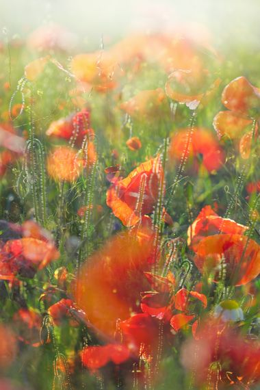 Mararuizasensio en Hamelin: Paisaje  (Almería), #flora #flores #amapolas #poppies #reveladasaefona #rodalquilar 